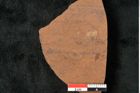 Foto (Detailansicht) von Alnus mac-coyi Ettingshausen 1887 (NHMW-GEO-2024-0188-10359)